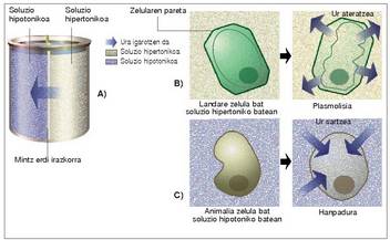 5. Irudia: A) Osmosiaren zergatikoa. B) Zelulen jokabidea soluzio hipertonikoetan. C) Zelulen jokabidea soluzio hipotonikoetan.<br><br>